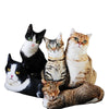 3D Kissatyyny - realistinen kissan kuvalla varustettu tyyny Lahjakauppa LahjaShop.com SuperStore - Parhaat lahjat lahjaideat ja lahjaideoita lahjashop