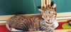 3D Kissatyyny - realistinen kissan kuvalla varustettu tyyny Lahjakauppa LahjaShop.com SuperStore - Parhaat lahjat Kissa 5 lahjaideat ja lahjaideoita lahjashop